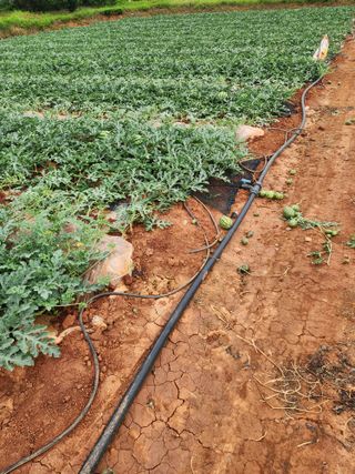 김저팔계님의 기타작물 · 영농일지 작성글 사진