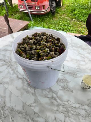 신이내린오디 정가네님의 감 · 영농일지 작성글 사진