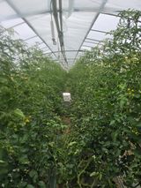 팜모닝 기타작물·영농일지 게시글 이미지