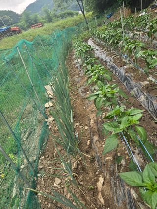 한상훈님의 파 · 영농일지 작성글 사진