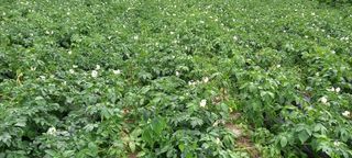 고병길님의 감자 · 영농일지 작성글 사진