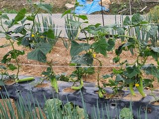 권병☆님의 고추 · 영농일지 작성글 사진