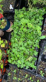 팜모닝 기타작물·영농일지 게시글 이미지