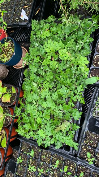 원스피릿팜님의 기타작물 · 영농일지 작성글 사진