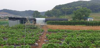 Kns4324님의 기타작물 · 영농일지 작성글 사진