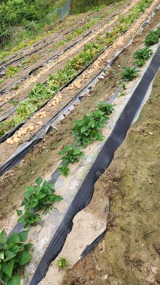 현길01021982님의 감자 · 영농일지 작성글 사진