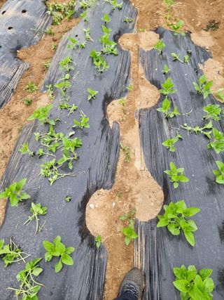 권병☆님의 고추 · 영농일지 작성글 사진