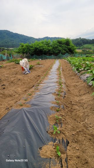 김홍연님의 참깨 · 영농일지 작성글 사진
