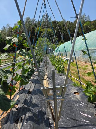 김윤회님의 오이 · 영농일지 작성글 사진