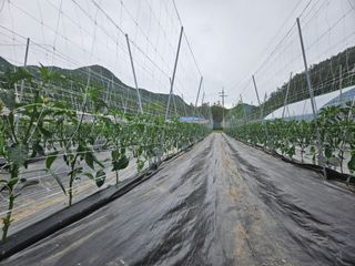 전봉우(채미농원)님의 고추 · 영농일지 작성글 사진