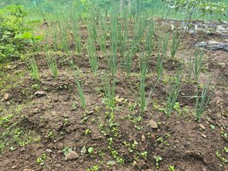 한상훈님의 파 · 영농일지 작성글 사진