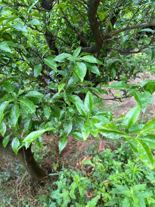 백민곤님의 기타작물 · 영농일지 작성글 사진