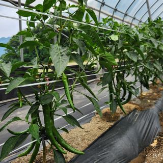 유원준님의 고추 · 영농일지 작성글 사진