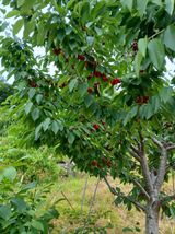 팜모닝 기타작물·영농일지 게시글 이미지