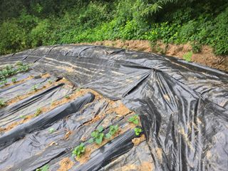 강화화도님의 기타작물 · 영농일지 작성글 사진