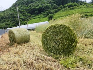 푸른평원님의 기타작물 · 영농일지 작성글 사진