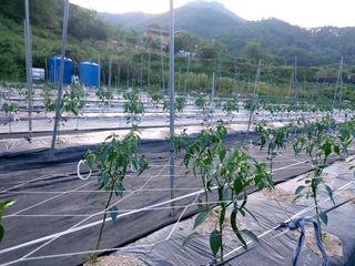 이병국님의 고추 · 영농일지 작성글 사진
