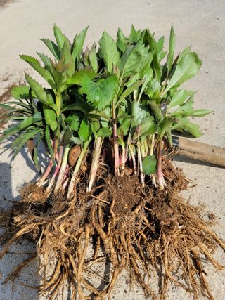 병풍취산채농원님의 기타작물 · 영농일지 작성글 사진