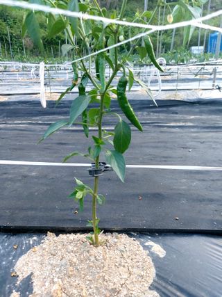 이병국님의 고추 · 영농일지 작성글 사진