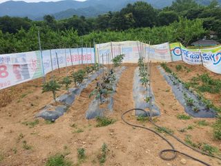 콩7431(팔공산)님의 기타작물 · 영농일지 작성글 사진