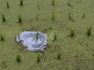 팜모닝회원류한배님의 벼 · 영농일지 작성글 사진