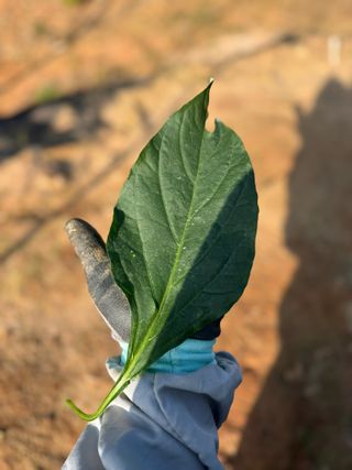 무무님의 고추 · 영농일지 작성글 사진