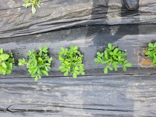 강화화도님의 기타작물 · 영농일지 작성글 사진