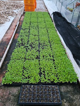 백호순(후추)님의 참깨 · 영농일지 작성글 사진