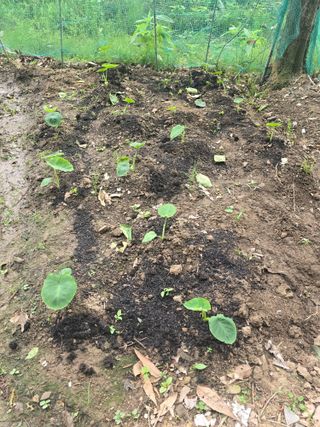 한상훈님의 기타작물 · 영농일지 작성글 사진