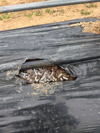 김윤회님의 오이 · 영농일지 작성글 사진