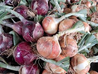 권병☆님의 양파 · 영농일지 작성글 사진