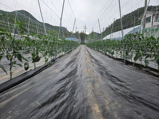 전봉우(채미농원)님의 고추 · 영농일지 작성글 사진