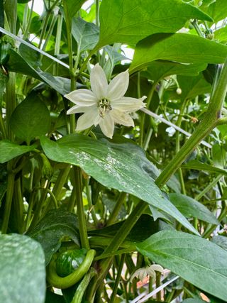 무무님의 고추 · 영농일지 작성글 사진