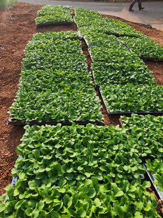 이대석님의 기타작물 · 영농일지 작성글 사진