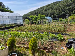 김영수님의 상추 · 영농일지 작성글 사진