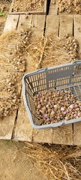 팜모닝 마늘·영농일지 게시글 이미지