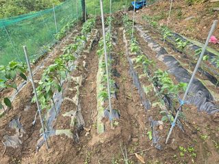 한상훈님의 고추 · 영농일지 작성글 사진