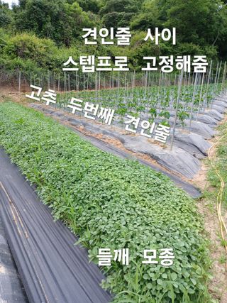 안승호님의 고추 · 영농일지 작성글 사진