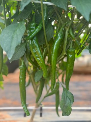 무무님의 고추 · 영농일지 작성글 사진