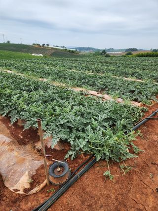 김저팔계님의 기타작물 · 영농일지 작성글 사진