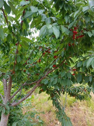 사과6329님의 기타작물 · 영농일지 작성글 사진