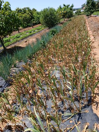 바위돌 심재성님의 마늘 · 영농일지 작성글 사진