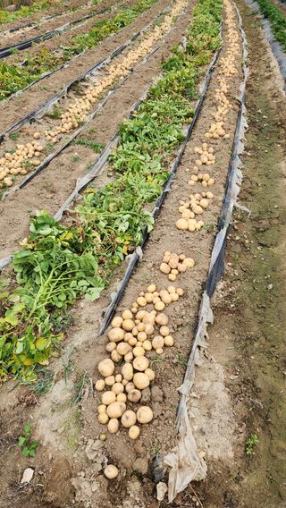 현길01021982님의 감자 · 영농일지 작성글 사진