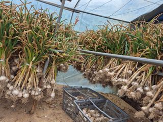 농부님.모두.모두힘님의 마늘 · 영농일지 작성글 사진