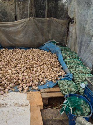 농부님.모두.모두힘님의 마늘 · 영농일지 작성글 사진