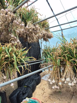 농부님.모두.모두힘님의 마늘 · 영농일지 작성글 사진