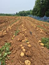 팜모닝 감자·영농일지 게시글 이미지