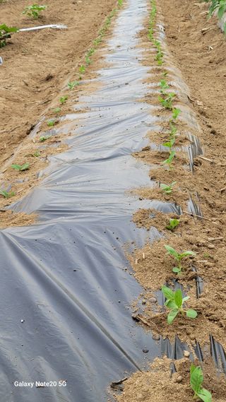 김홍연님의 참깨 · 영농일지 작성글 사진