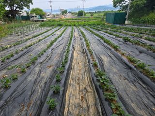 강화화도님의 기타작물 · 영농일지 작성글 사진