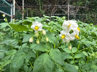 한상훈님의 감자 · 영농일지 작성글 사진